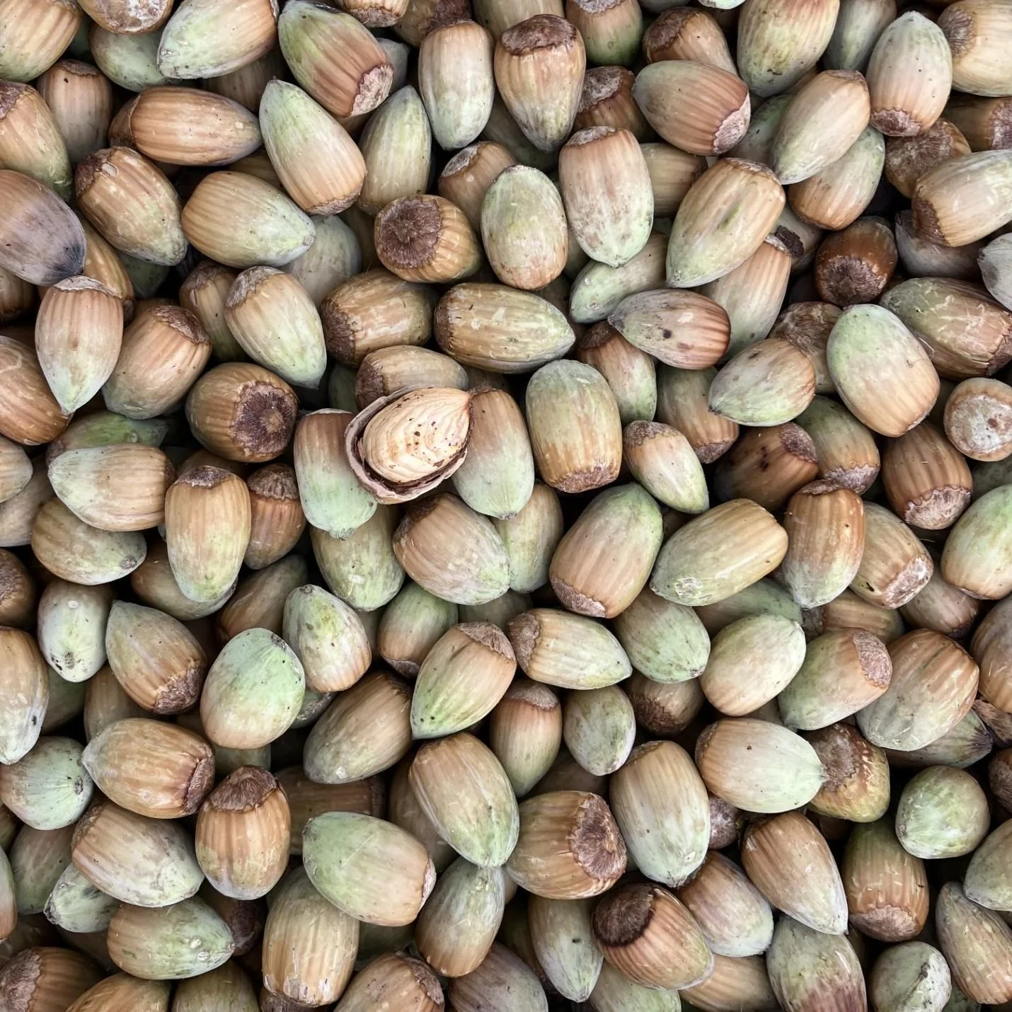Miniaturebillede 2